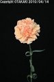 Dianthus Peach Manbo